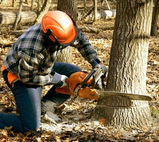 Tree Removal in Mcdade, TX
